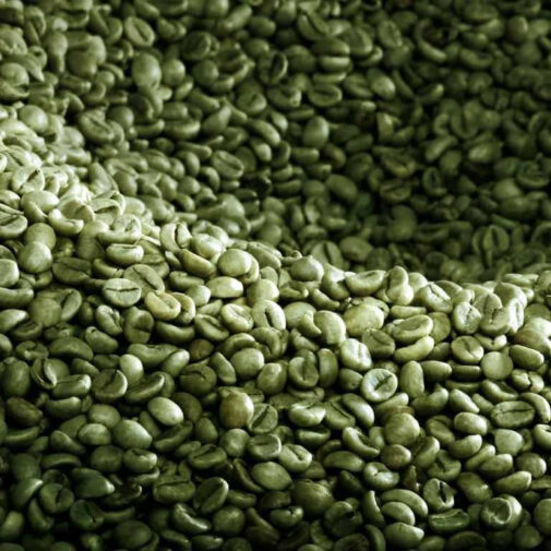 Cà phê Robusta