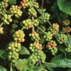 Cà phê Excelsa