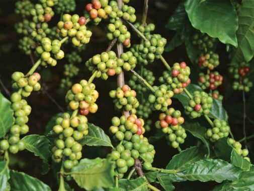 Cà phê Excelsa